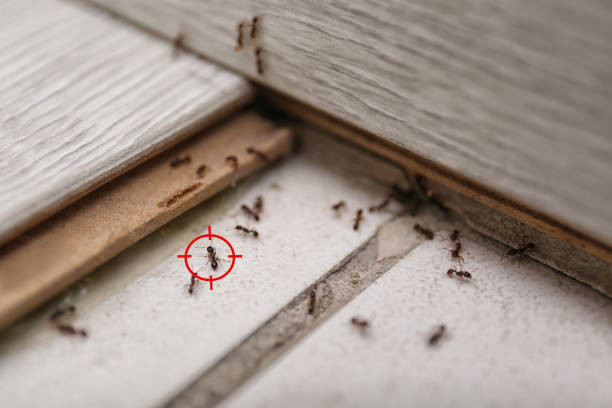 Best Ant Control Services  in Fort Recovery, OH