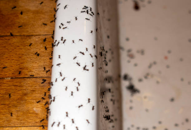 Best Ant Control Services  in Fort Recovery, OH